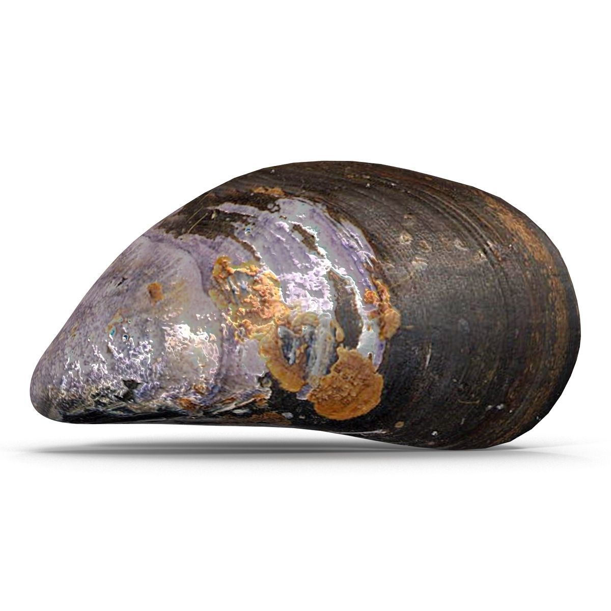 Mussel 1 clam shell 3D model_1