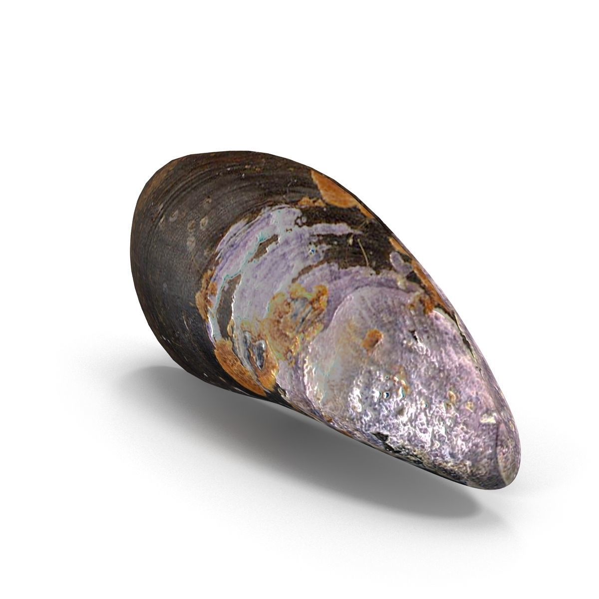 Mussel 1 clam shell 3D model_2