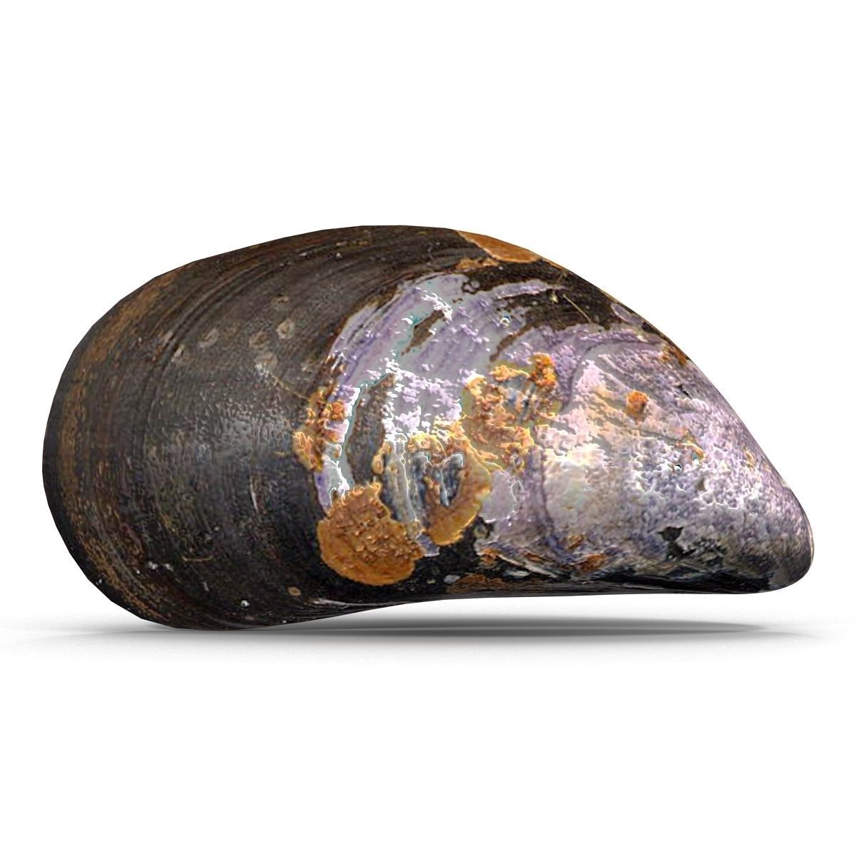 Mussel 1 clam shell 3D model_6