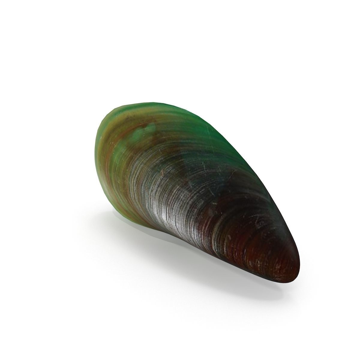 Mussel 2 leaf 3D model_4