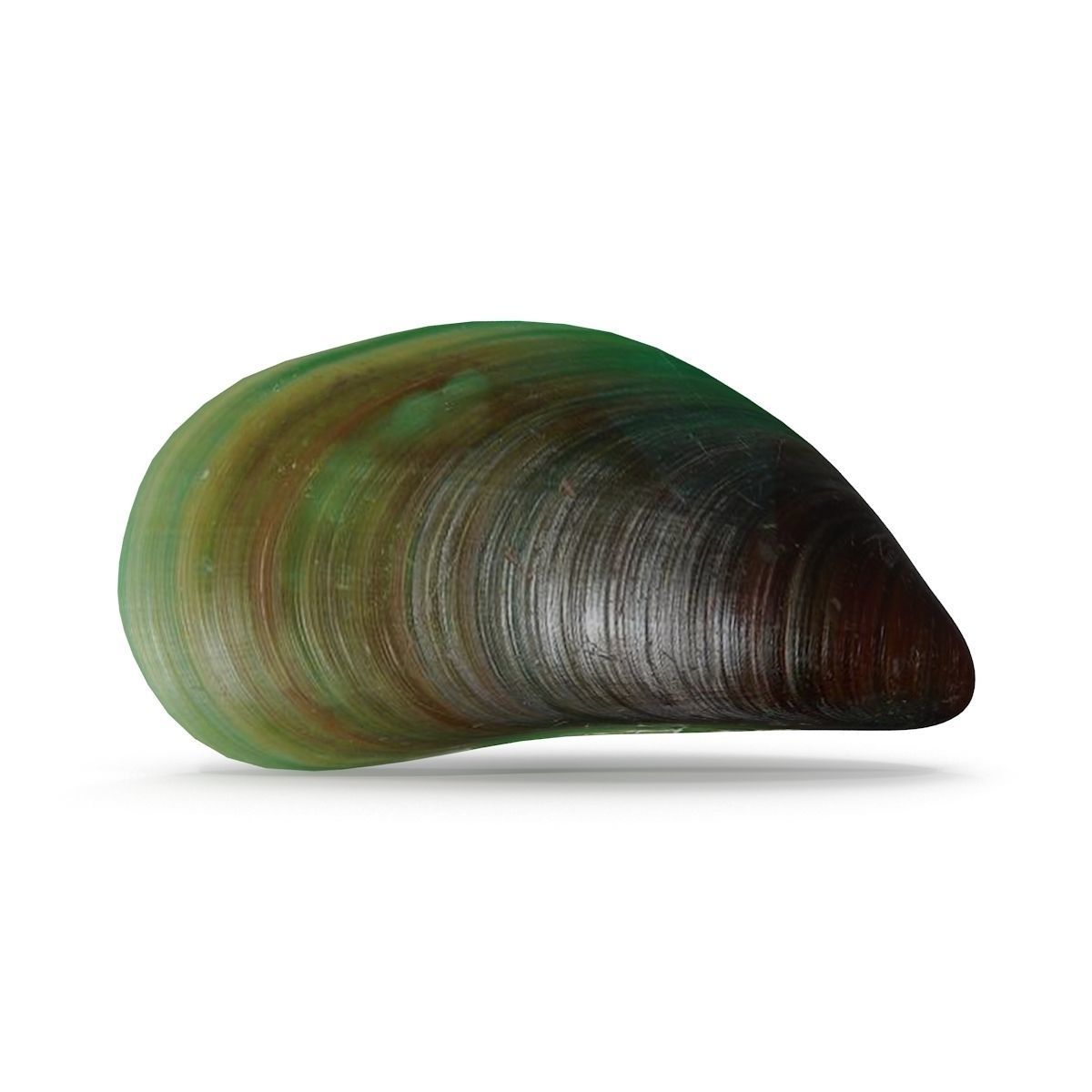 Mussel 2 leaf 3D model_3