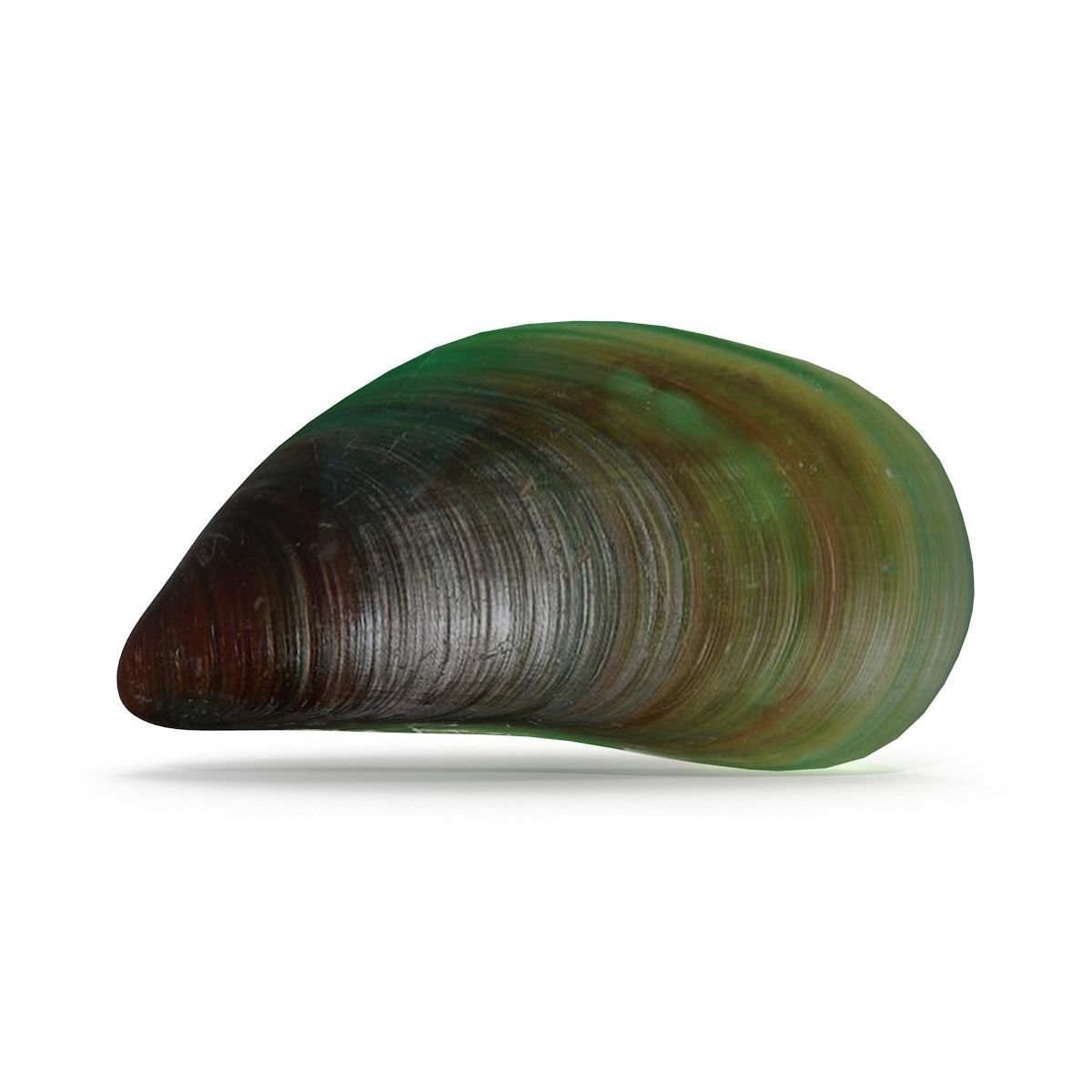 Mussel 2 leaf 3D model_6