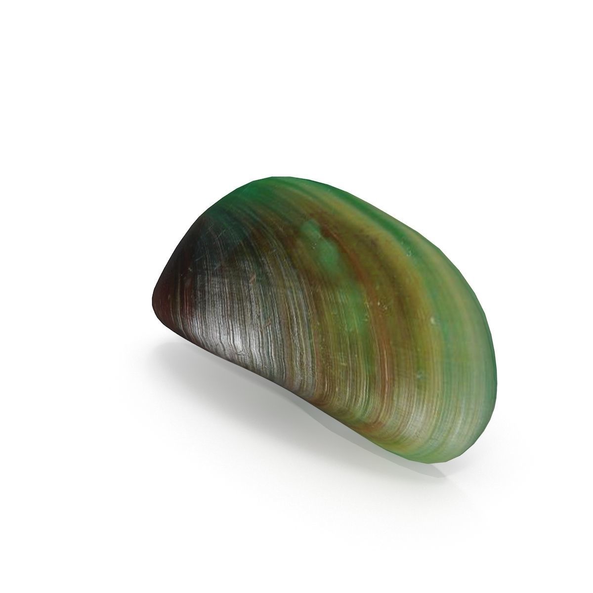 Mussel 2 leaf 3D model_5