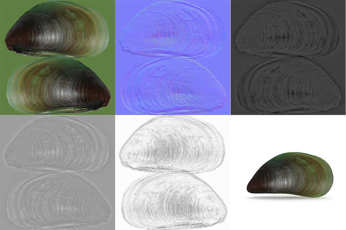 Mussel 2 leaf 3D model_9