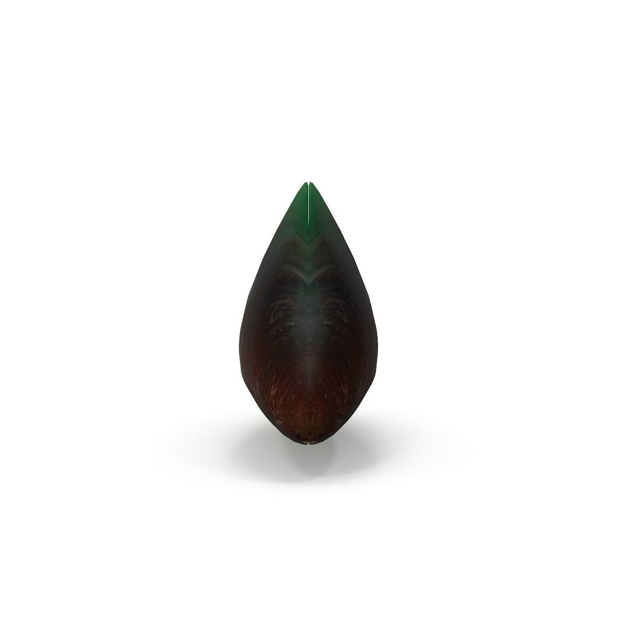 Mussel 2 leaf 3D model_7