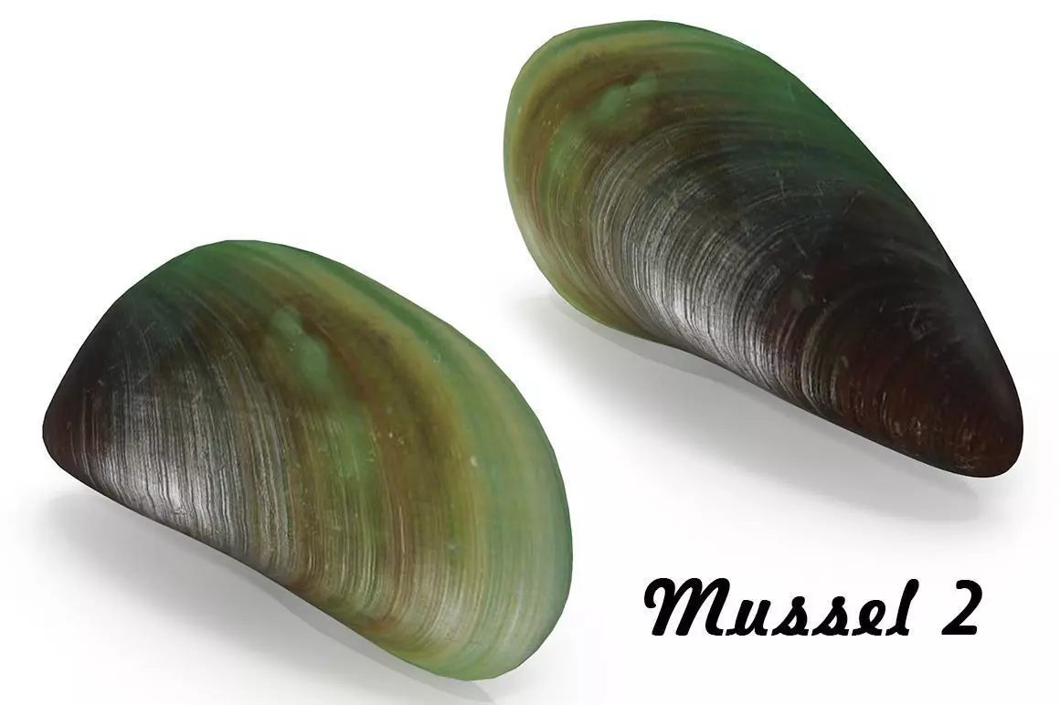 Mussel 2 leaf 3D model_0