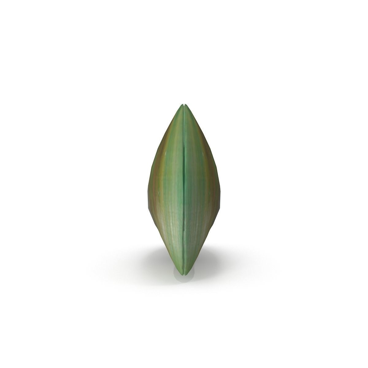 Mussel 2 leaf 3D model_2