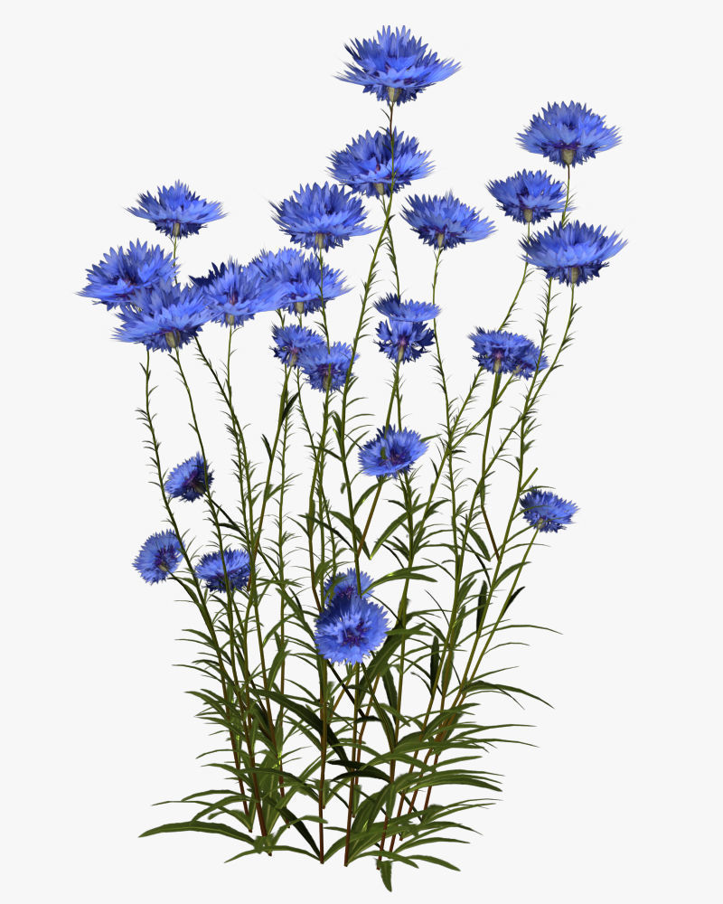 Cornflower Flower 3D Low-poly 3D model_2