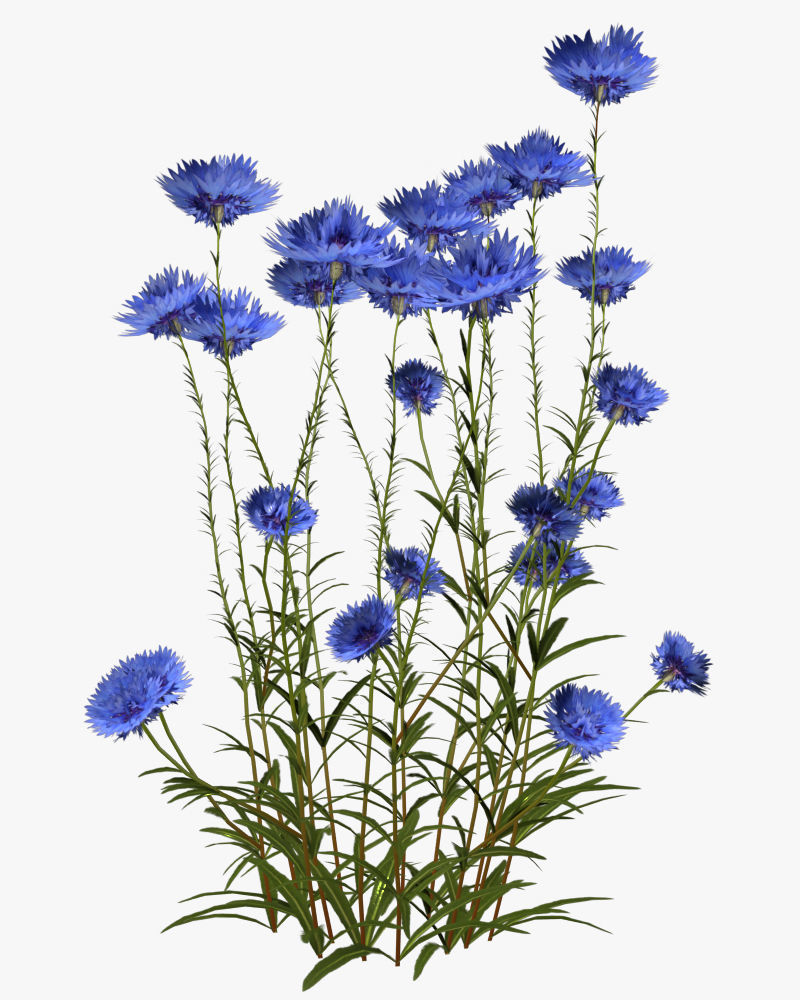 Cornflower Flower 3D Low-poly 3D model_1
