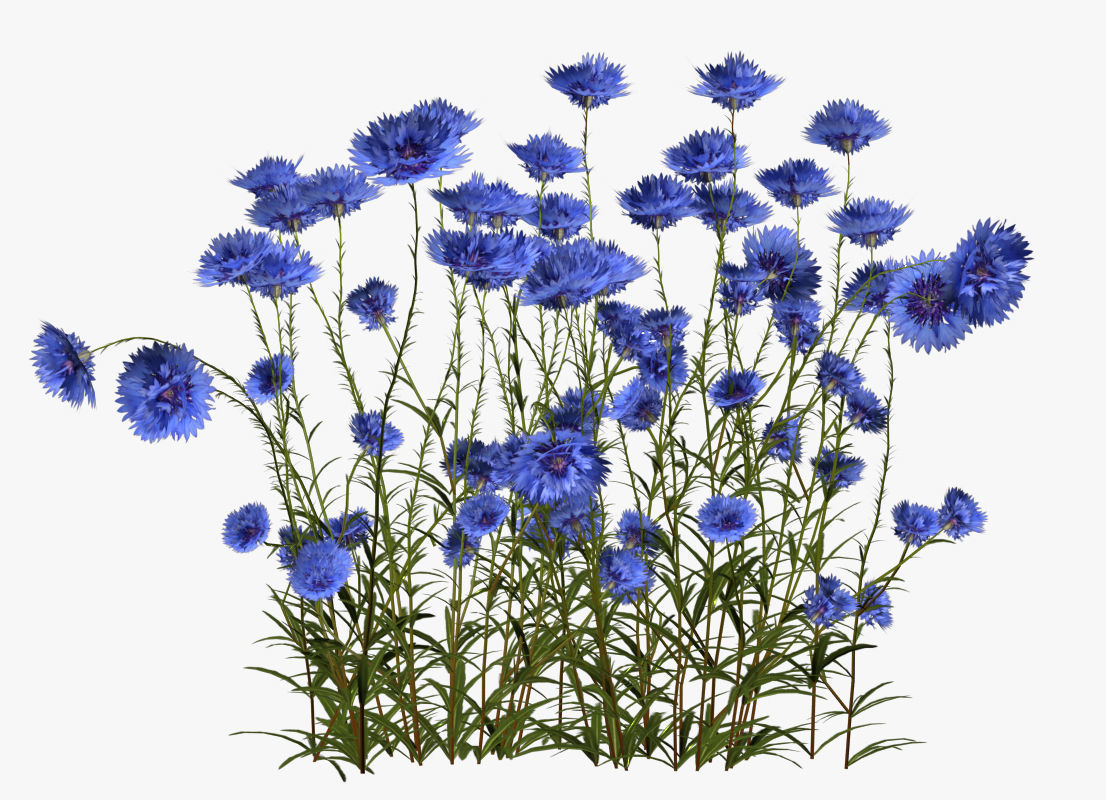 Cornflower Flower 3D Low-poly 3D model_6