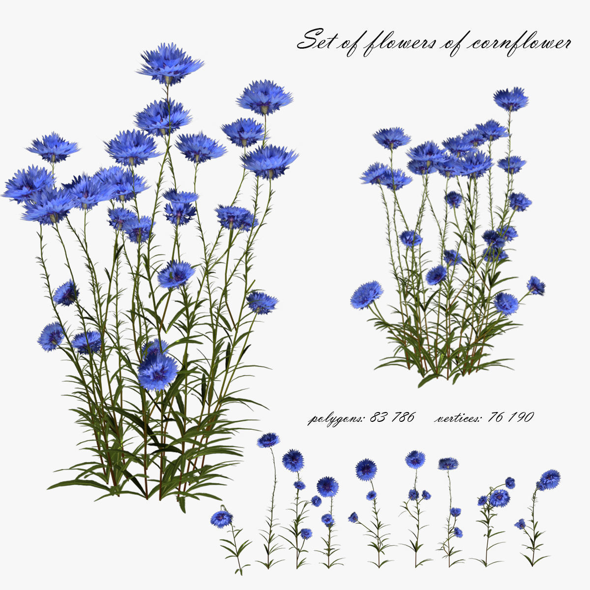Cornflower Flower 3D Low-poly 3D model_0