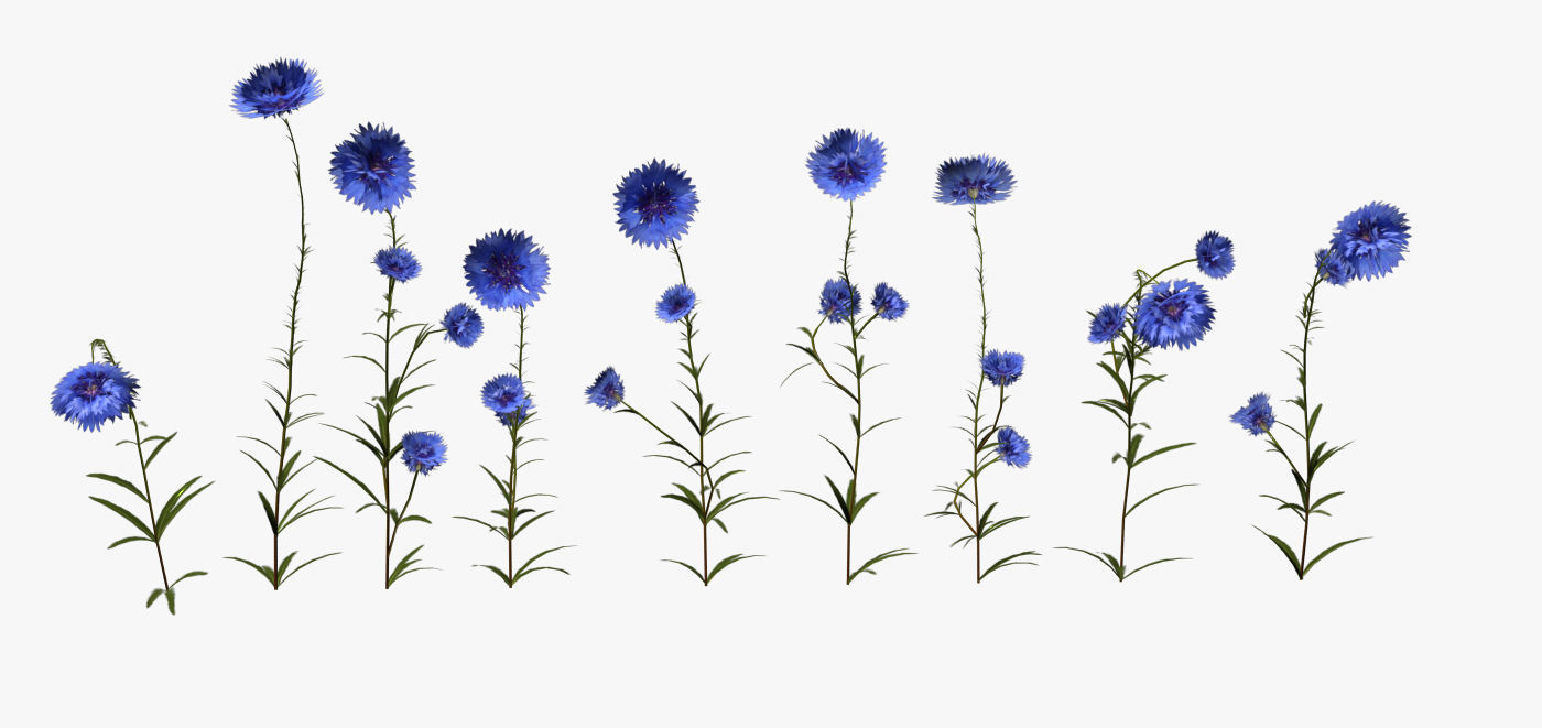 Cornflower Flower 3D Low-poly 3D model_4