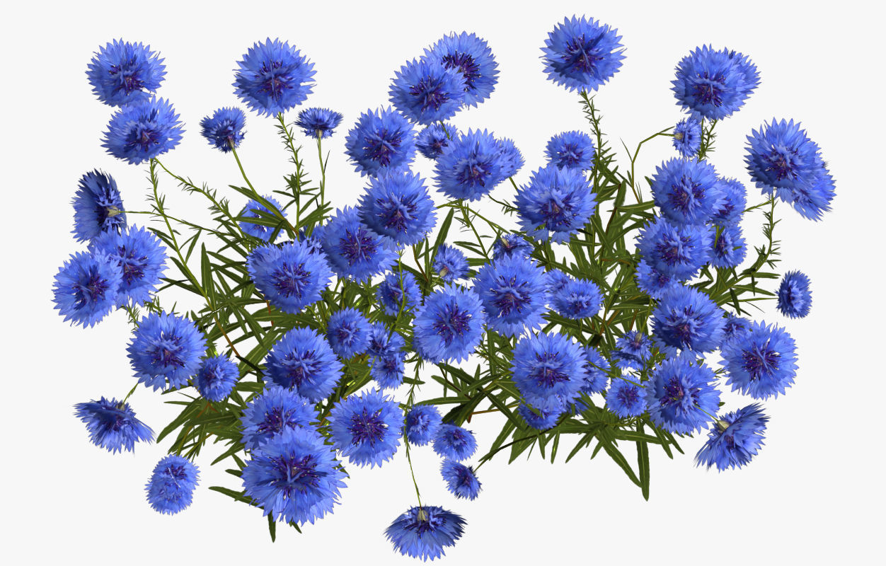 Cornflower Flower 3D Low-poly 3D model_8