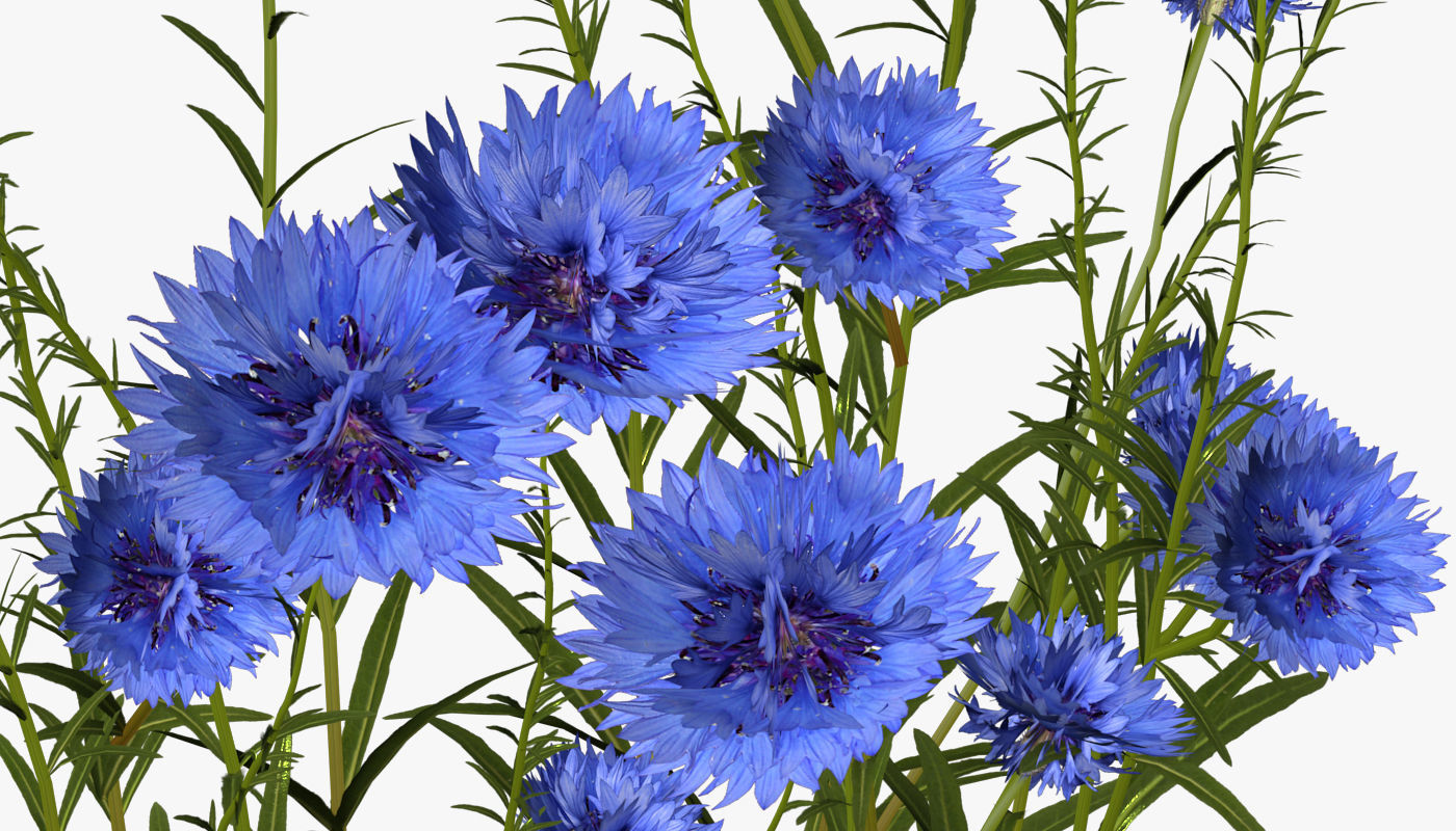 Cornflower Flower 3D Low-poly 3D model_7