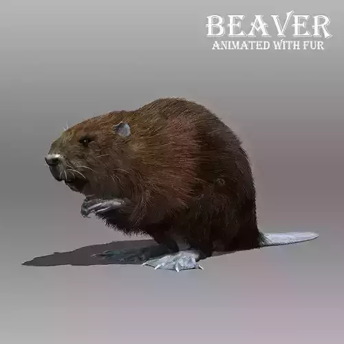 Beaver Animated with Fur 3D model