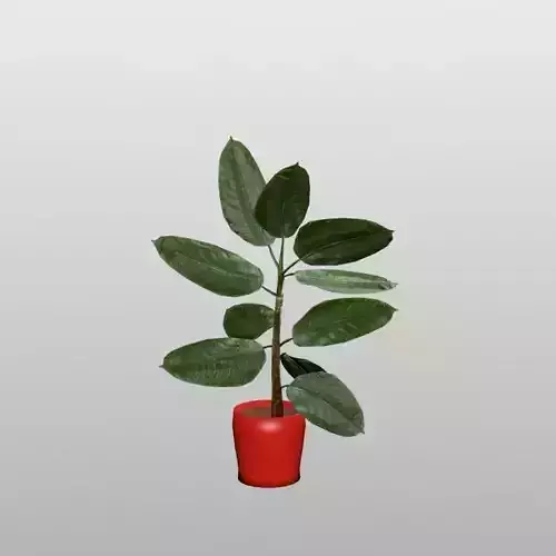 Rubber Plant Vr-Ar Game ready highly detailed