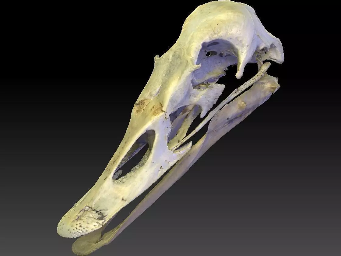 Duck Skull Scan 3D model 3D model_0