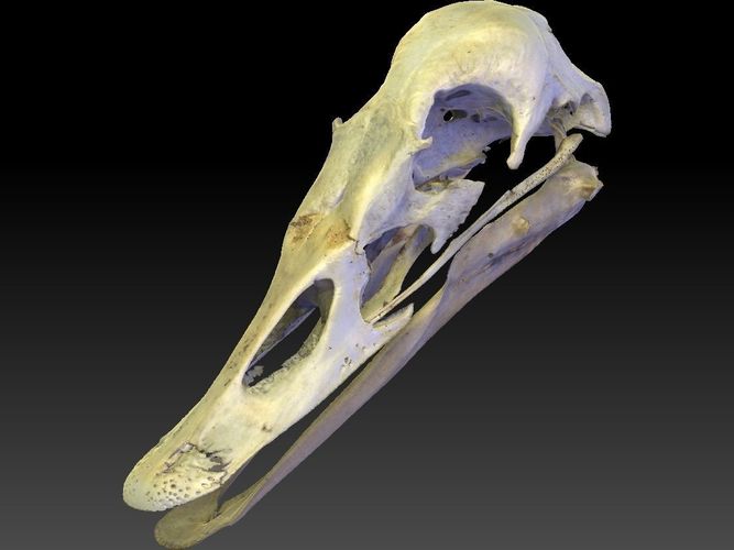 Duck Skull Scan 3D model 3D model