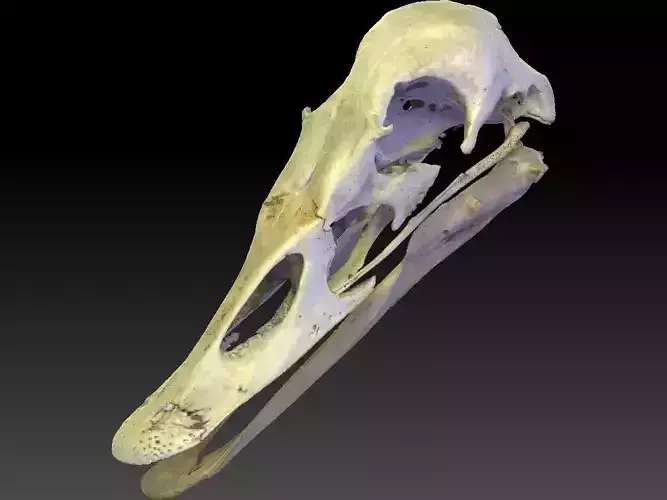 Duck Skull Scan 3D model 3D model