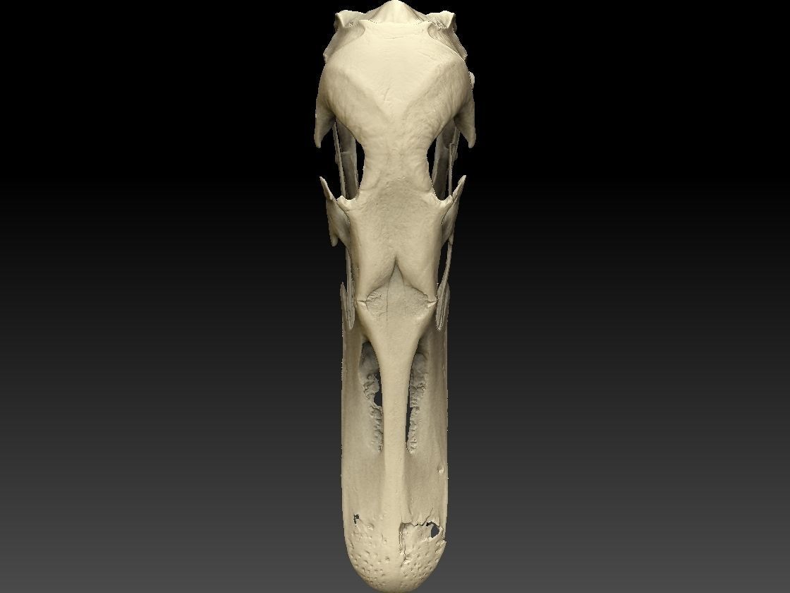 Duck Skull Scan 3D model 3D model_4