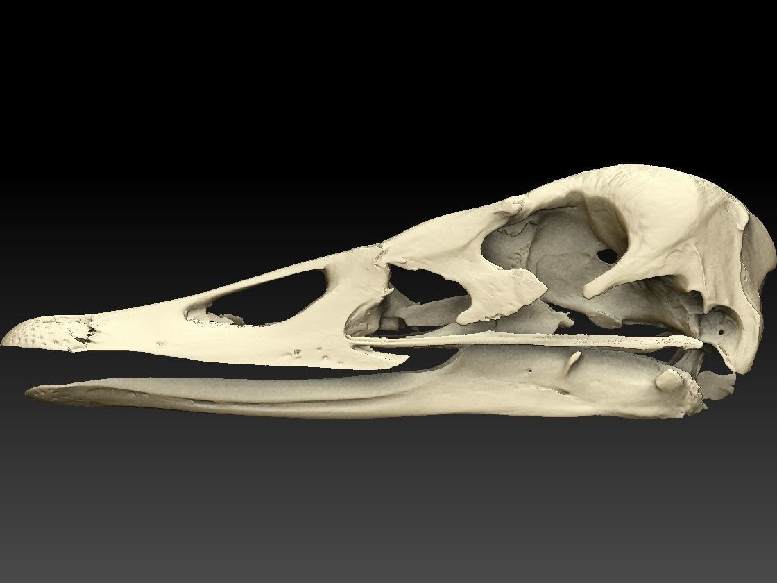 Duck Skull Scan 3D model 3D model_3