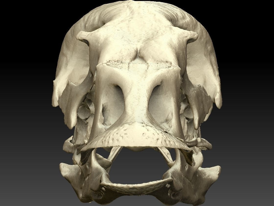Duck Skull Scan 3D model 3D model_5