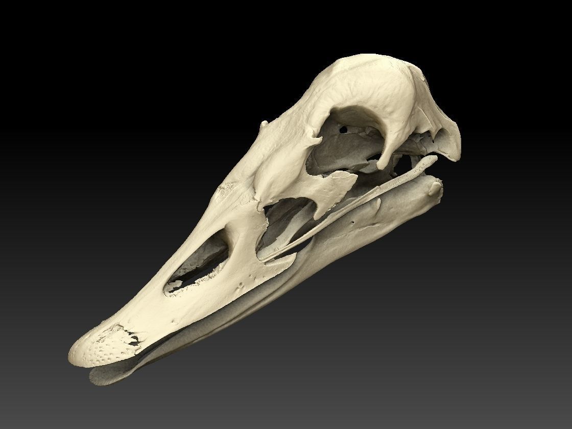 Duck Skull Scan 3D model 3D model_2