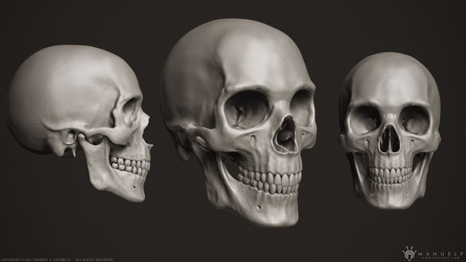 3d Human Skull 3D model