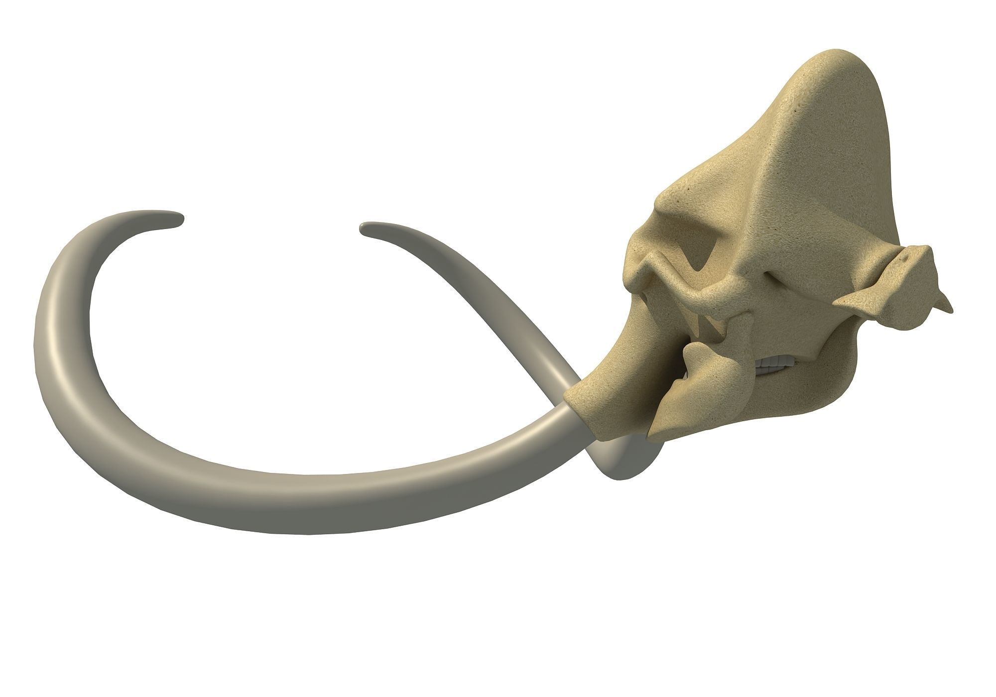 Woolly Mammoth Skull 3D model_2