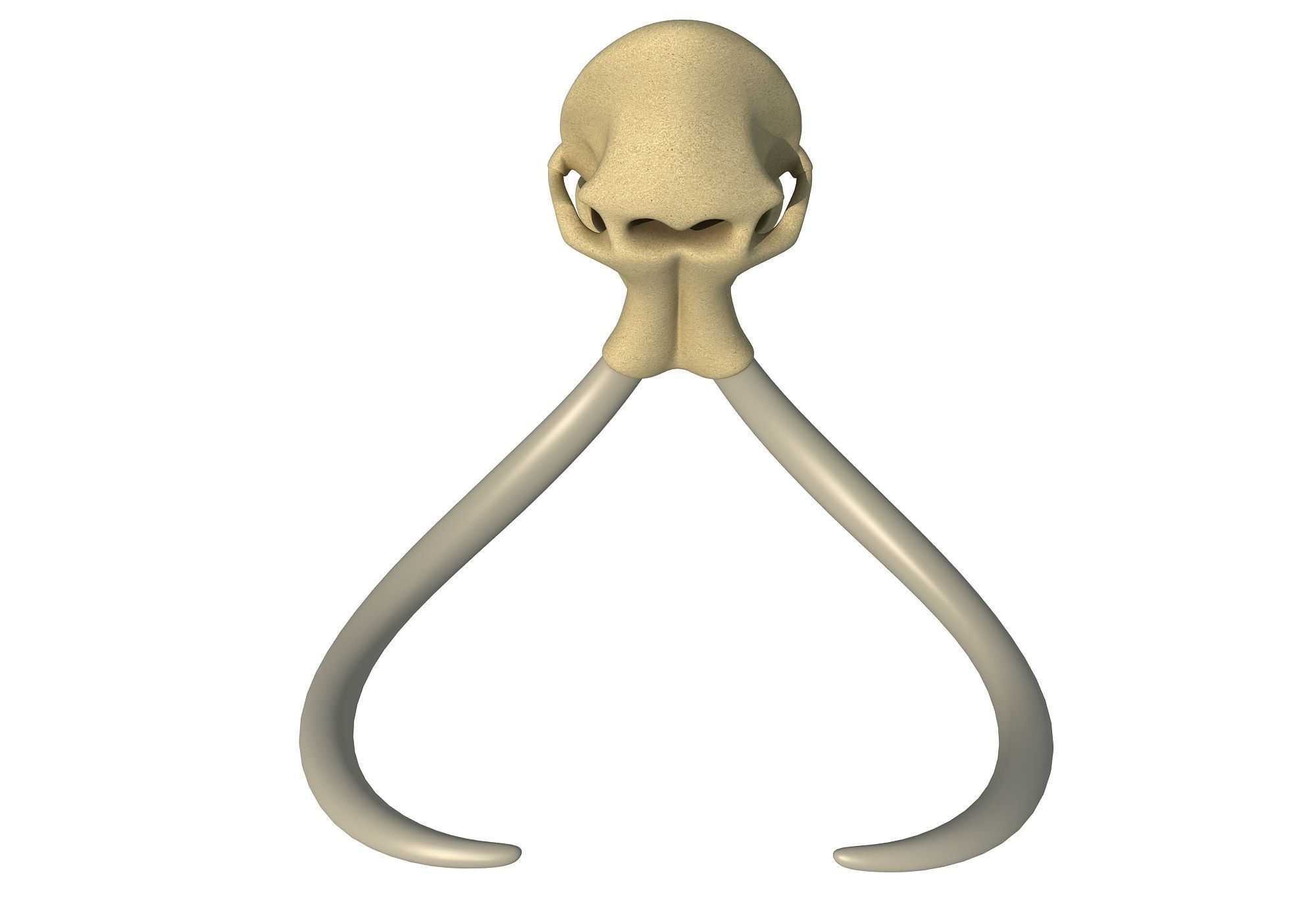 Woolly Mammoth Skull 3D model_7