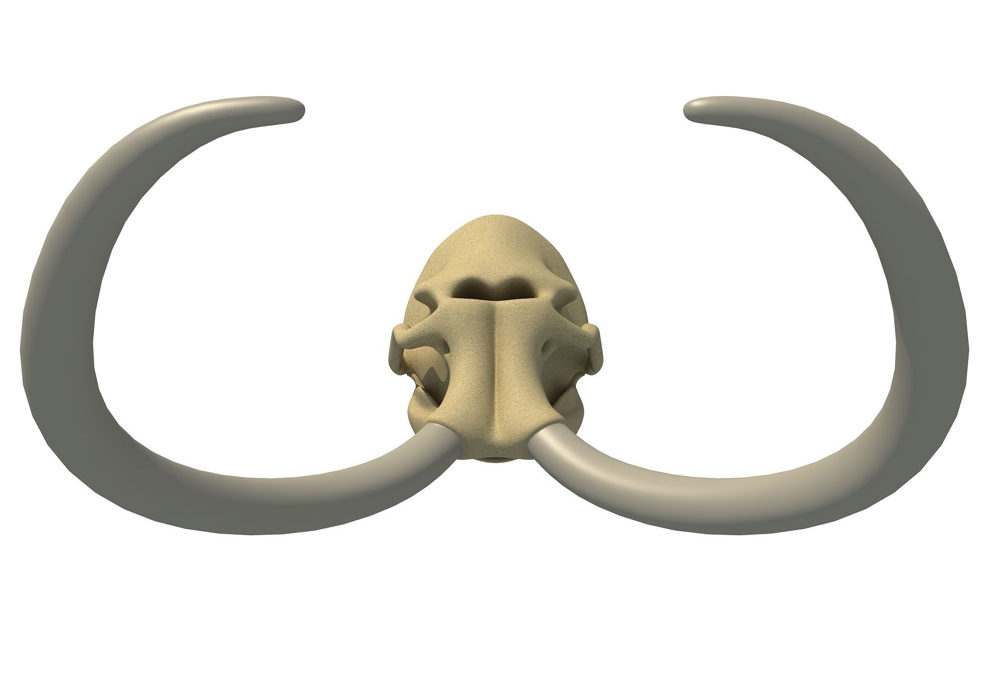 Woolly Mammoth Skull 3D model_5