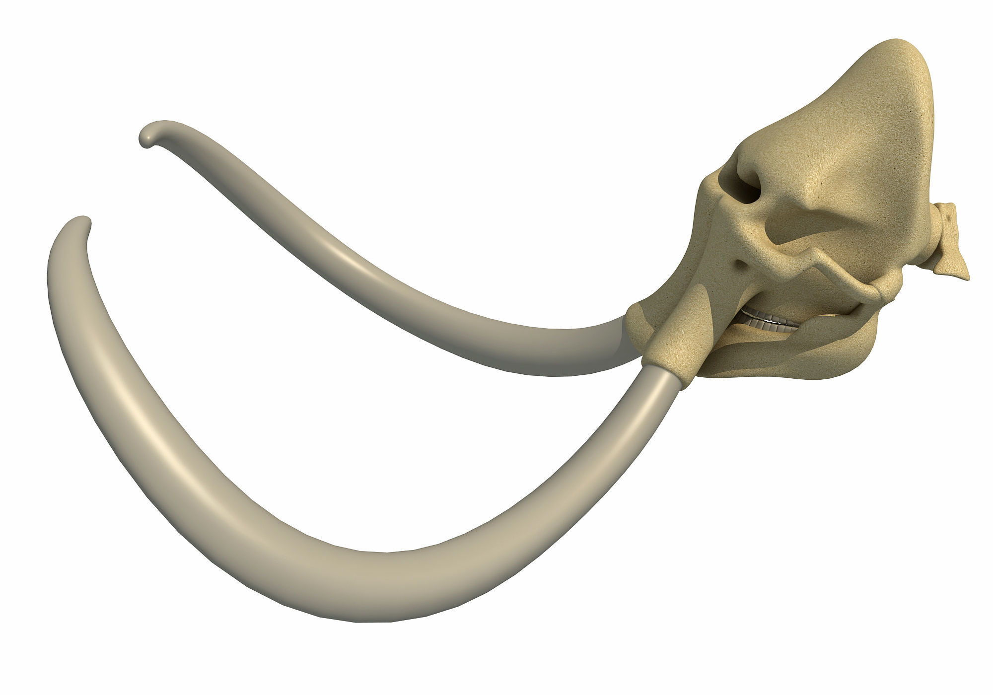 Woolly Mammoth Skull 3D model_8