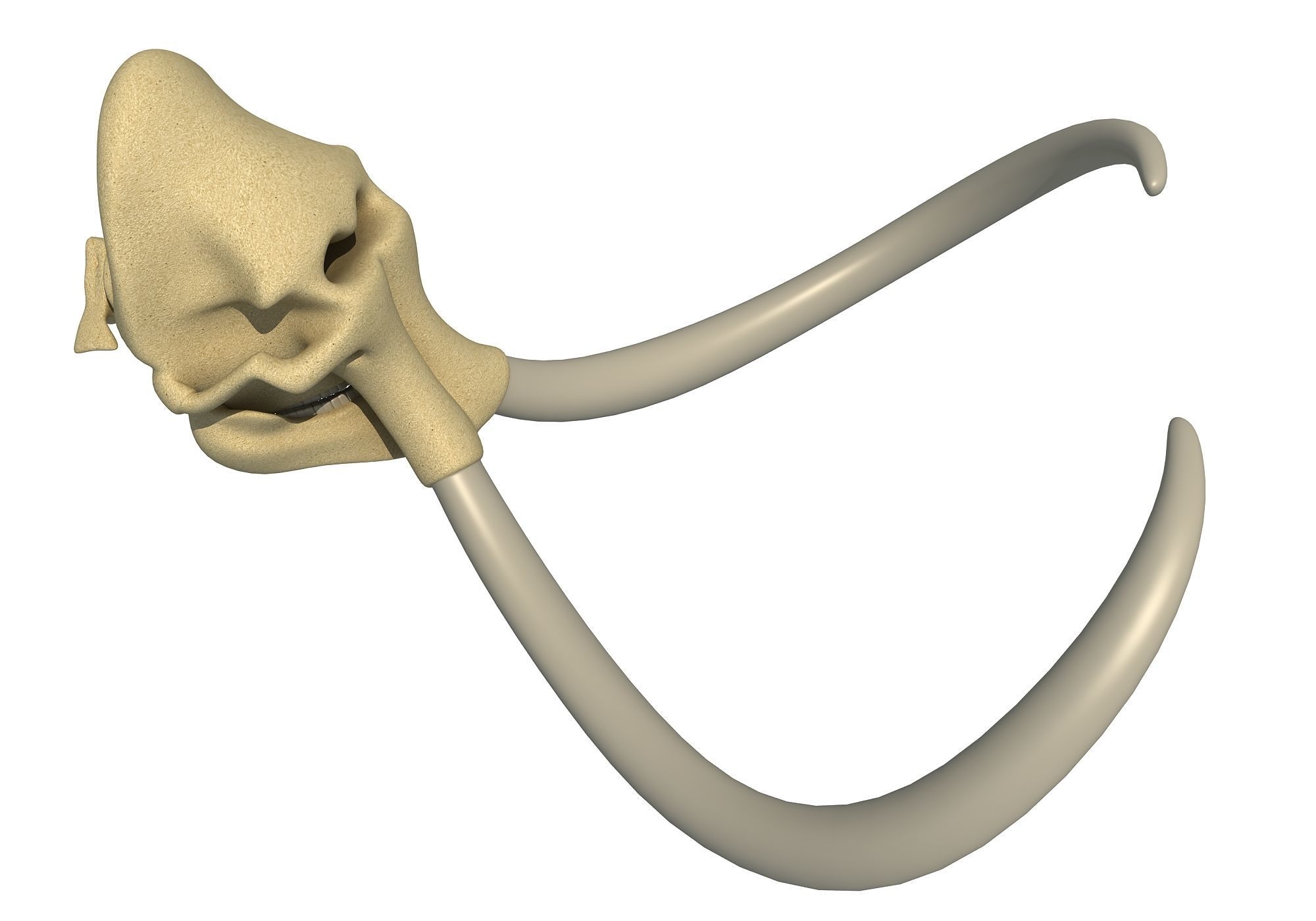 Woolly Mammoth Skull 3D model_3