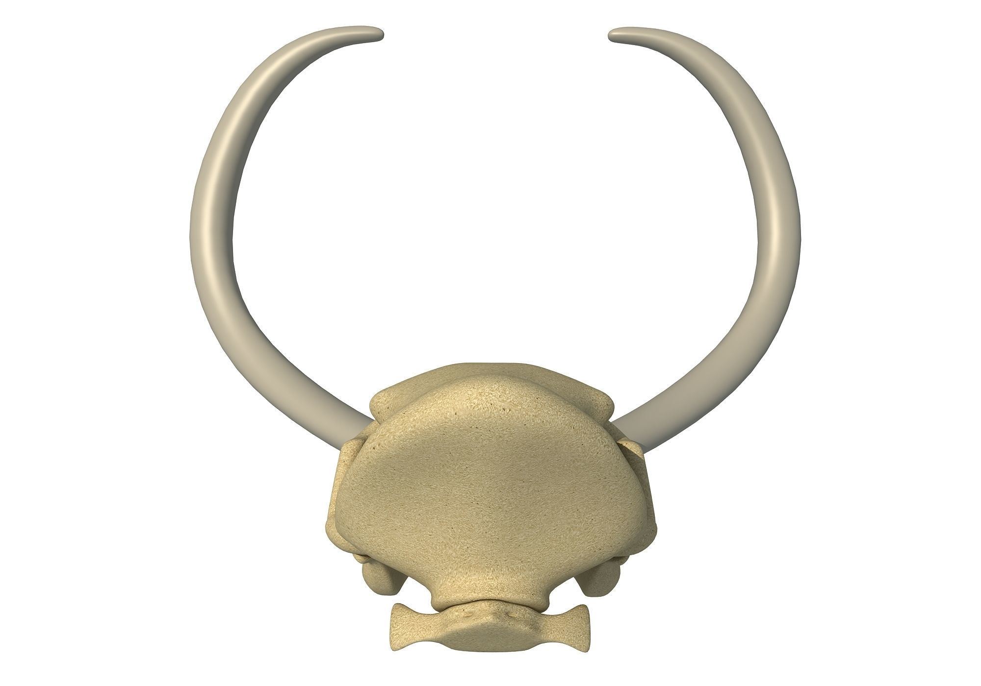Woolly Mammoth Skull 3D model_4
