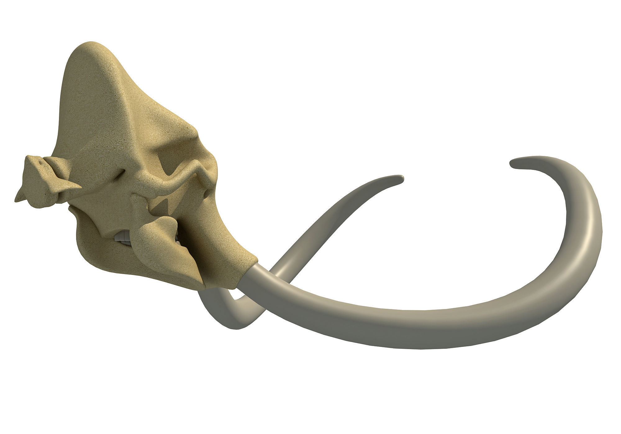 Woolly Mammoth Skull 3D model_6