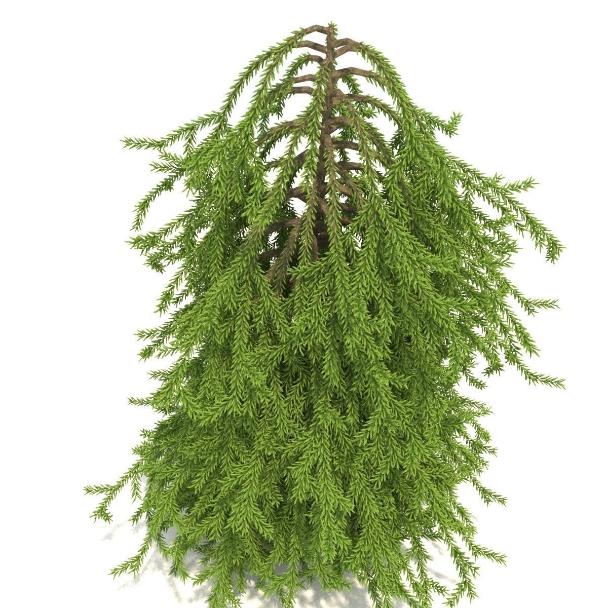 Picea omorika Pendula 3D model_1