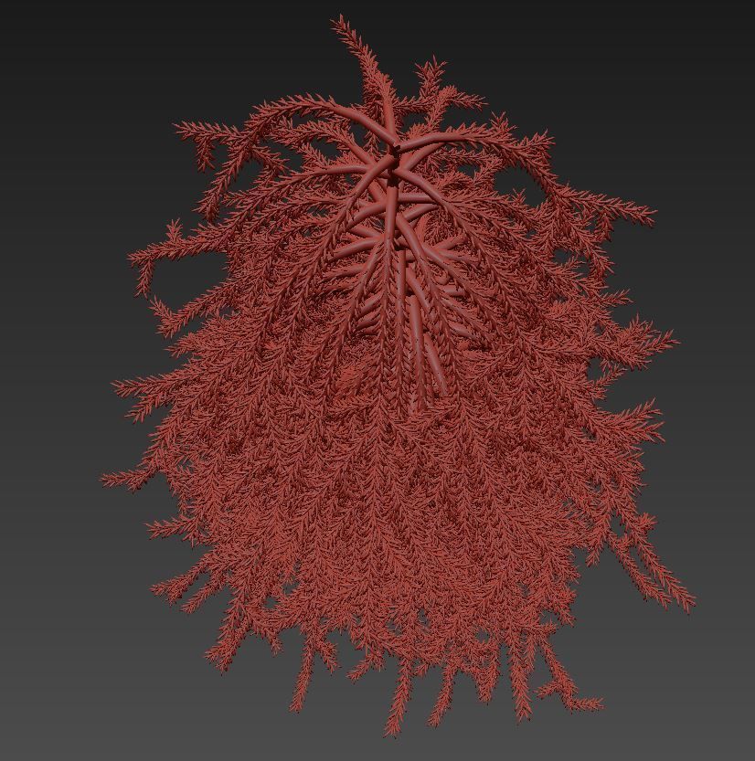 Picea omorika Pendula 3D model_7