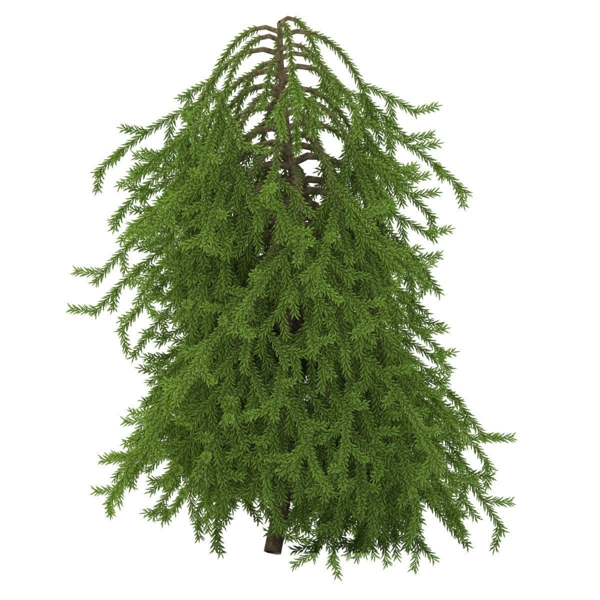 Picea omorika Pendula 3D model_5