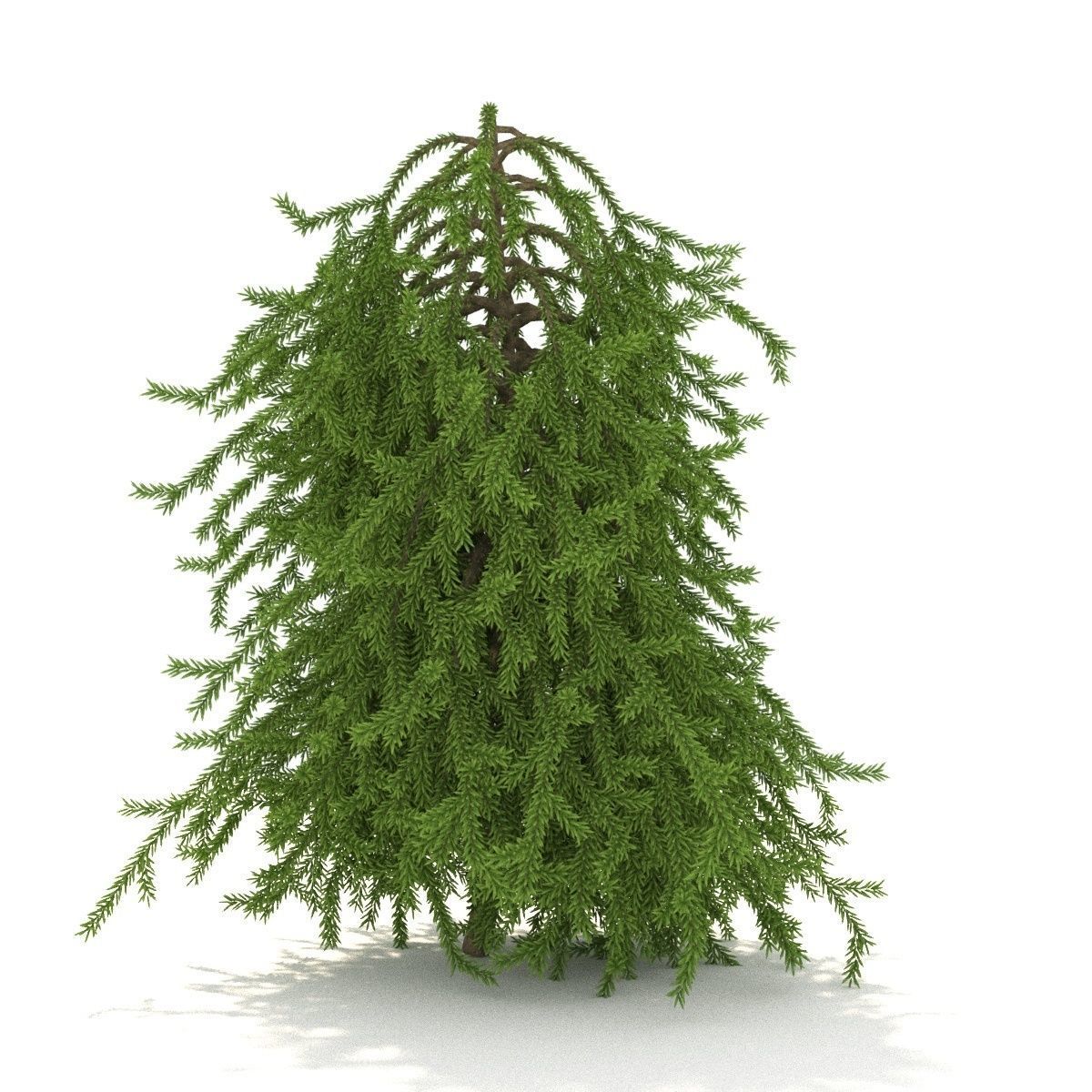 Picea omorika Pendula 3D model_0