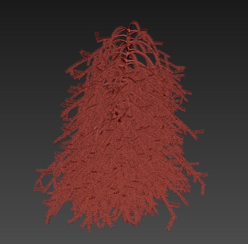 Picea omorika Pendula 3D model_6
