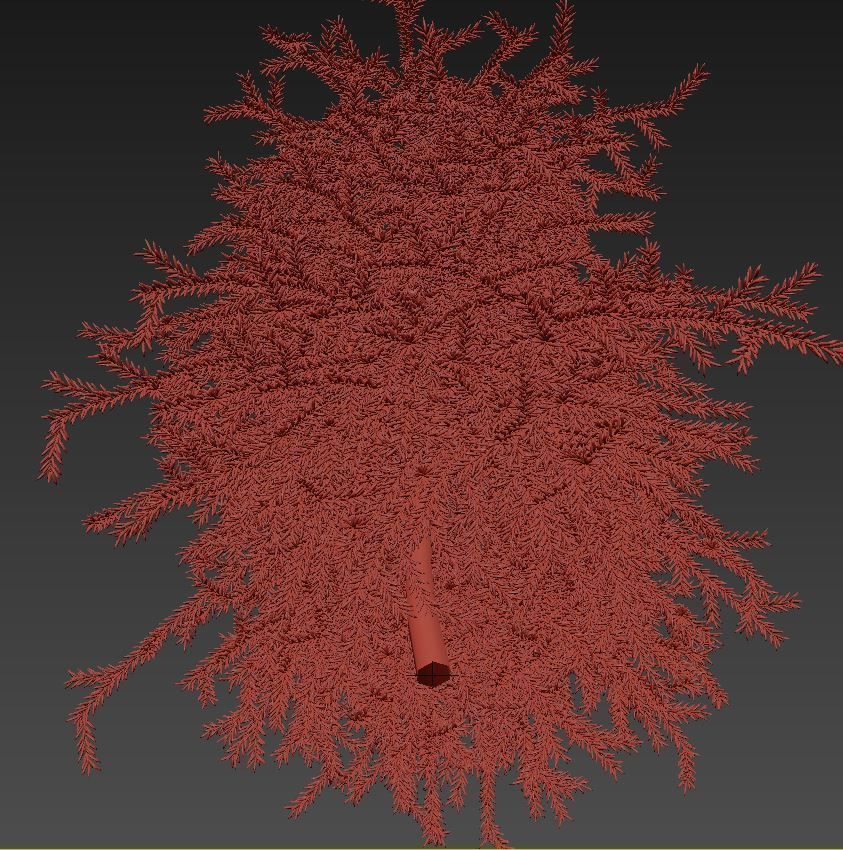 Picea omorika Pendula 3D model_8