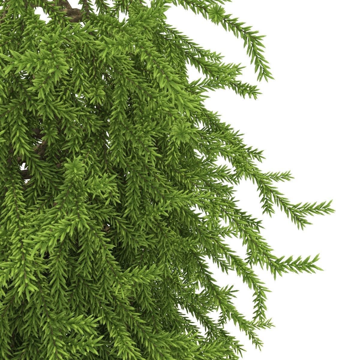 Picea omorika Pendula 3D model_2