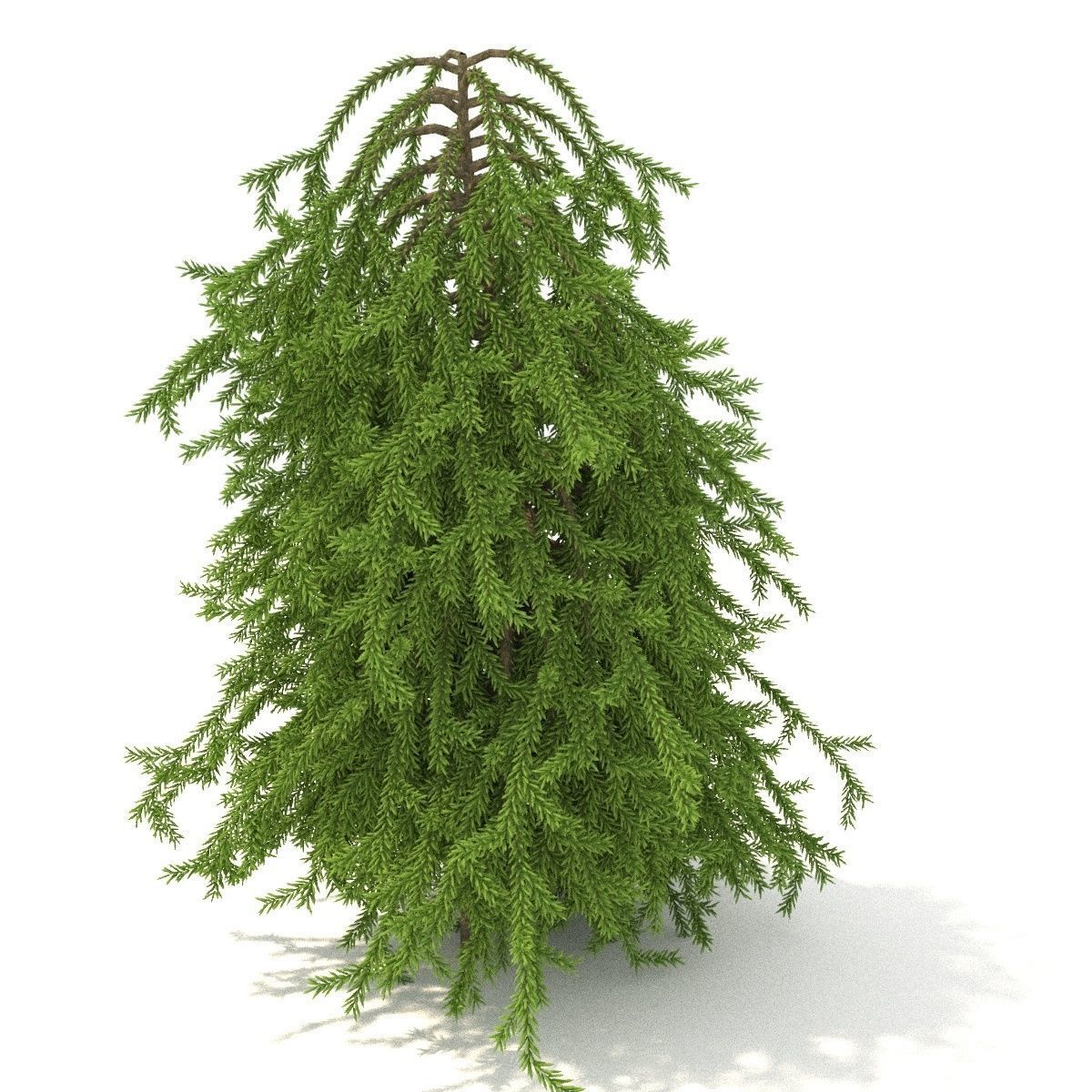 Picea omorika Pendula 3D model_3