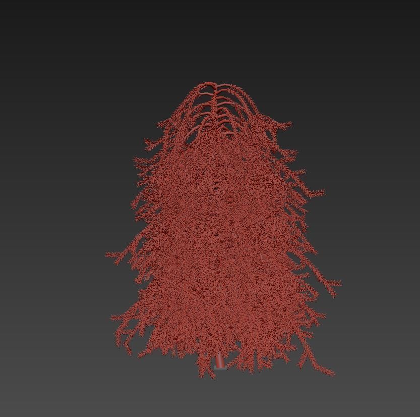 Picea omorika Pendula 3D model_9