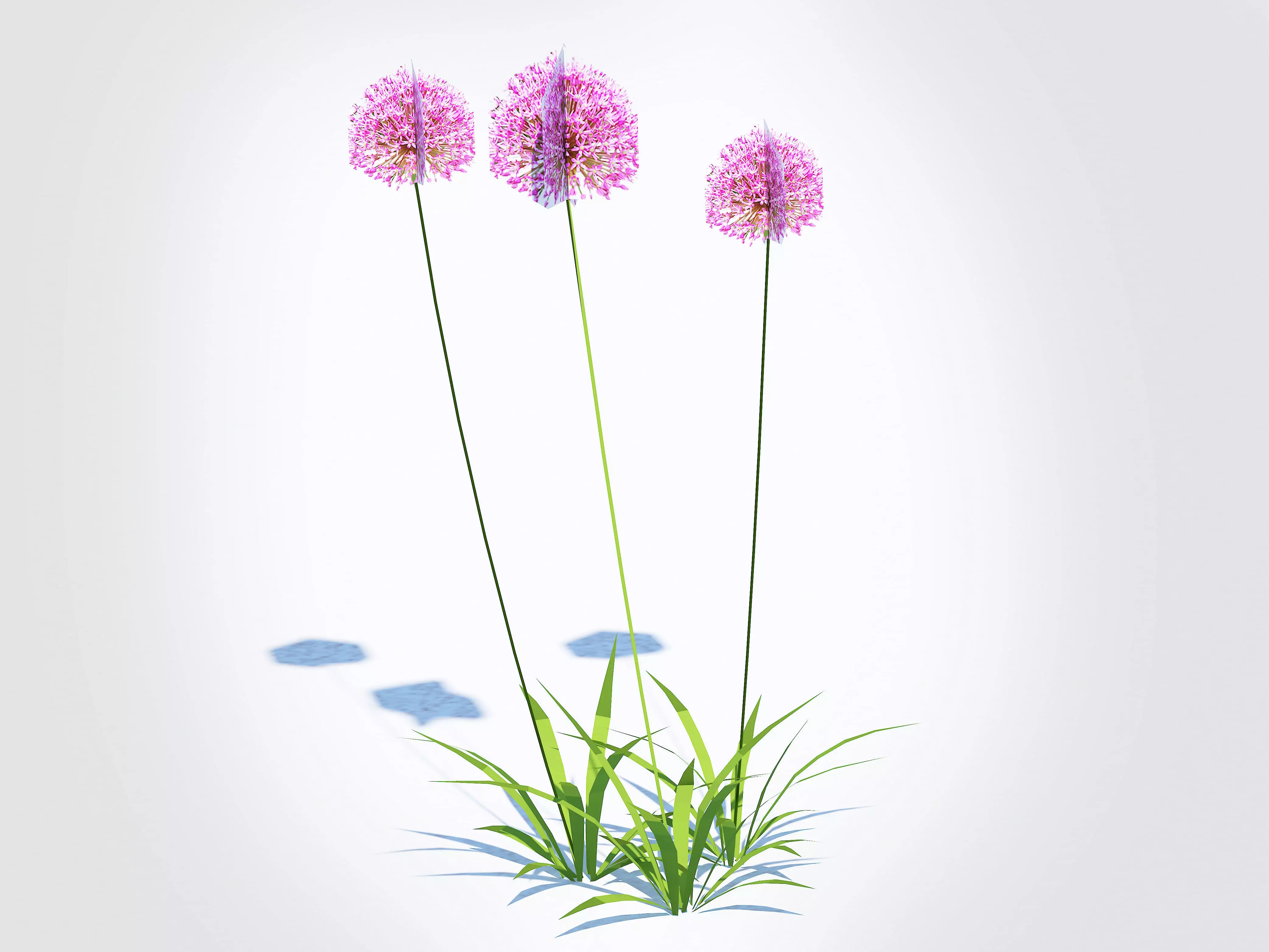 Allium aflatunense - Purple Allium Low-poly 3D model