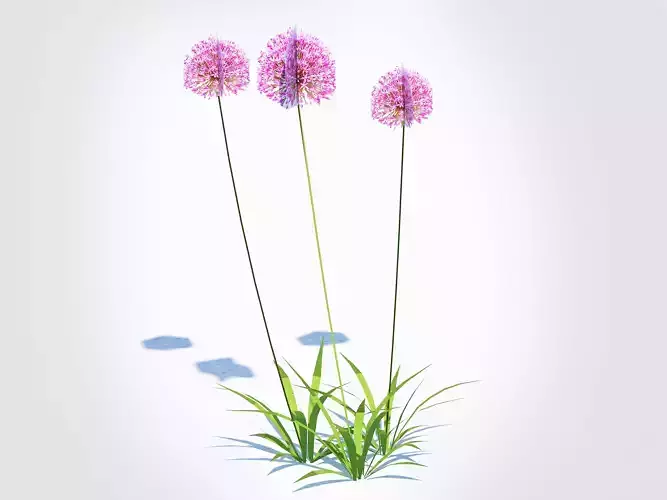 Allium aflatunense - Purple Allium