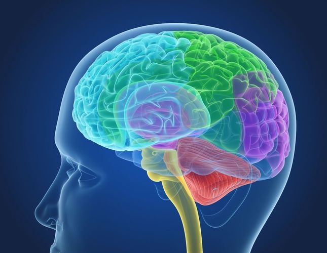  Xray Brain anatomy with inner structure  3D model