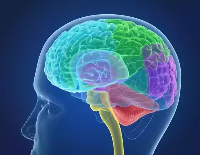  Xray Brain anatomy with inner structure  3D model