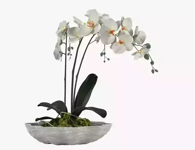 Pot Plant 24 3D model