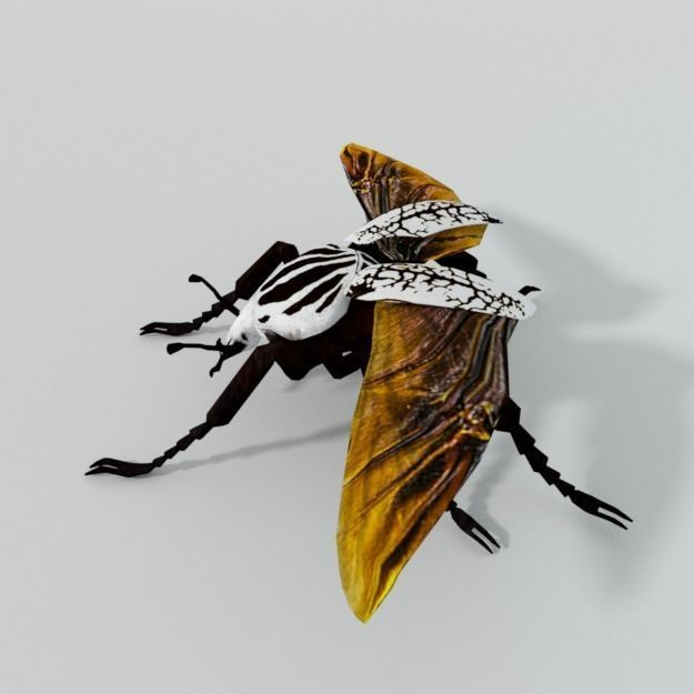 Beetle Goliath Low-poly 3D model_5